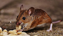 Find Exterminators in Burleigh County
